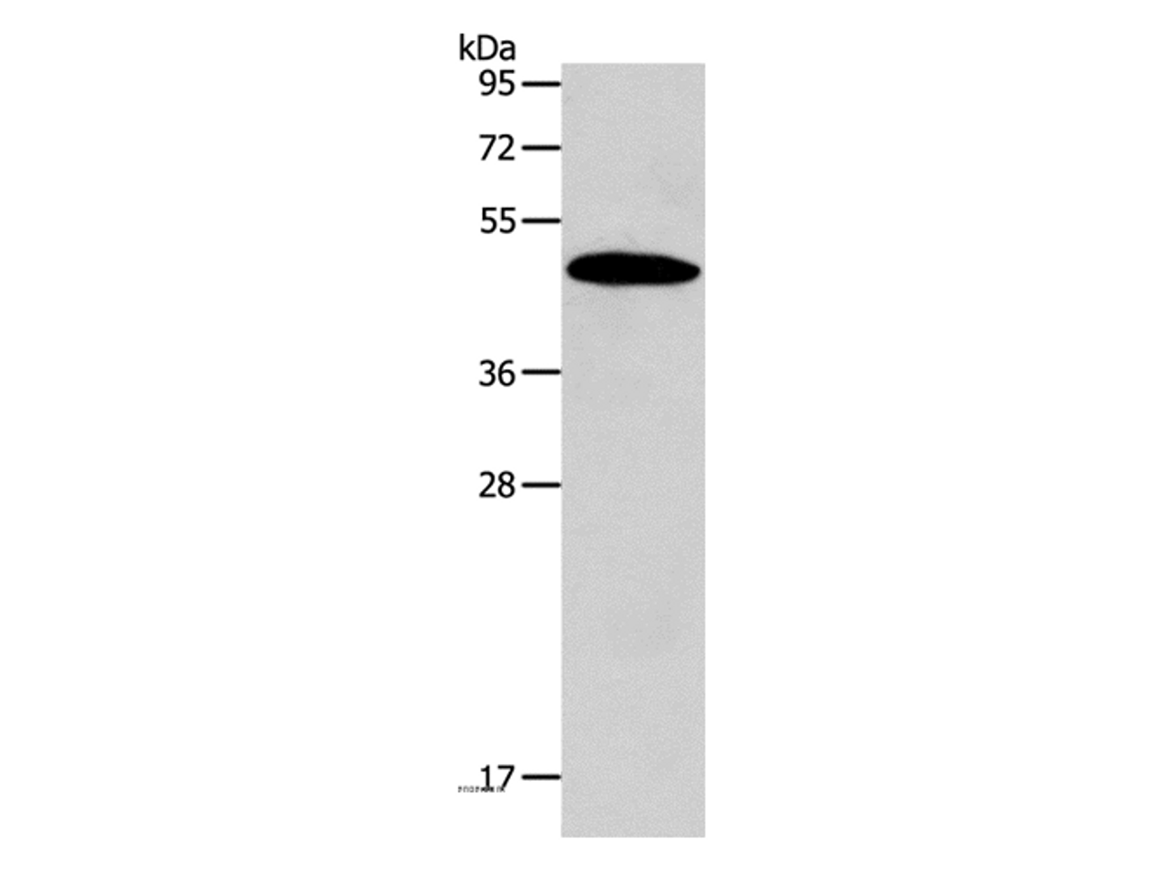 Western Blot analysis of Mouse liver tissue using SIRT7 Polyclonal Antibody at dilution of 1:600