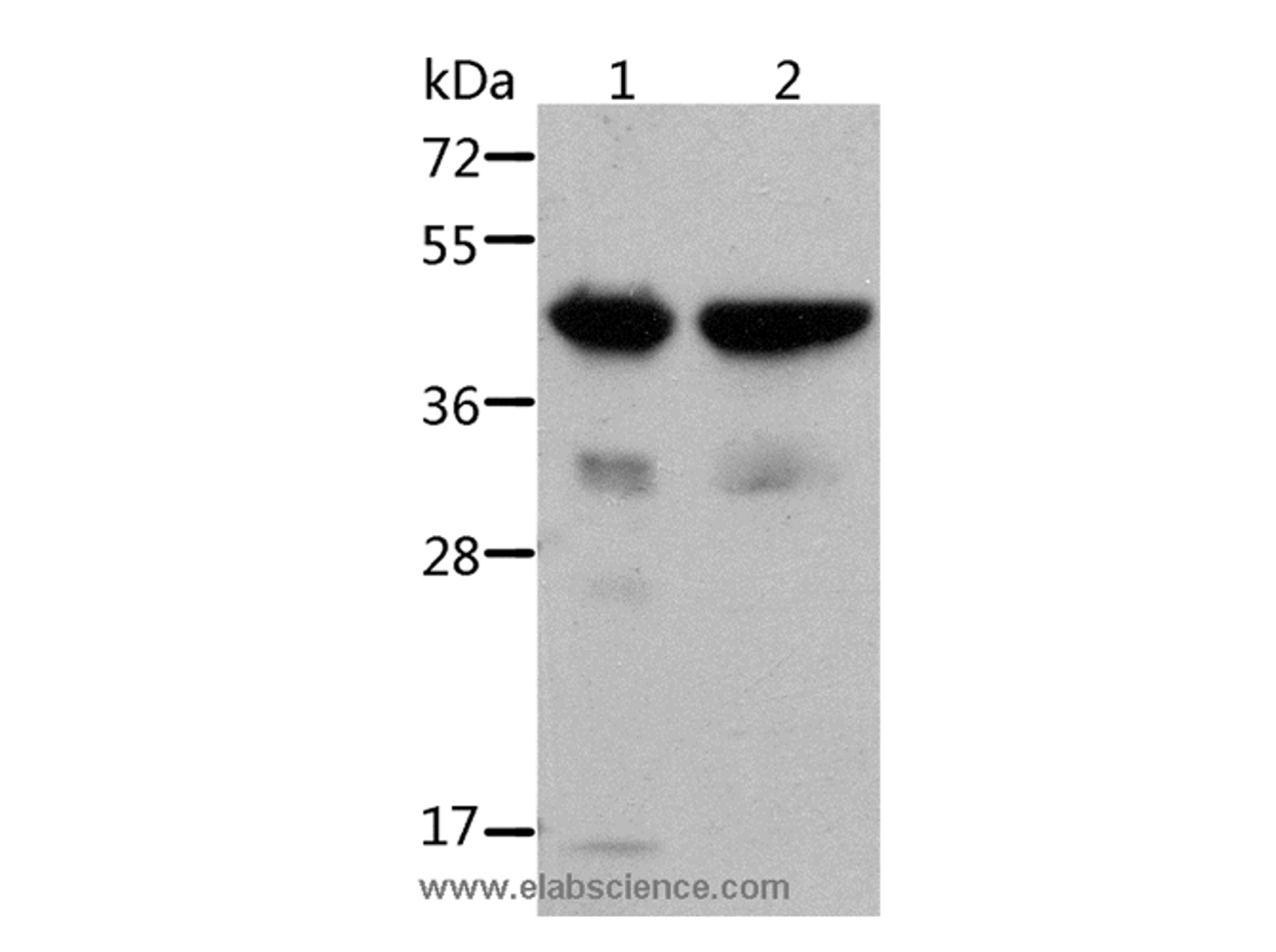 Western Blot analysis of Mouse muscle and heart tissue using ACTA1 Polyclonal Antibody at dilution of 1:500