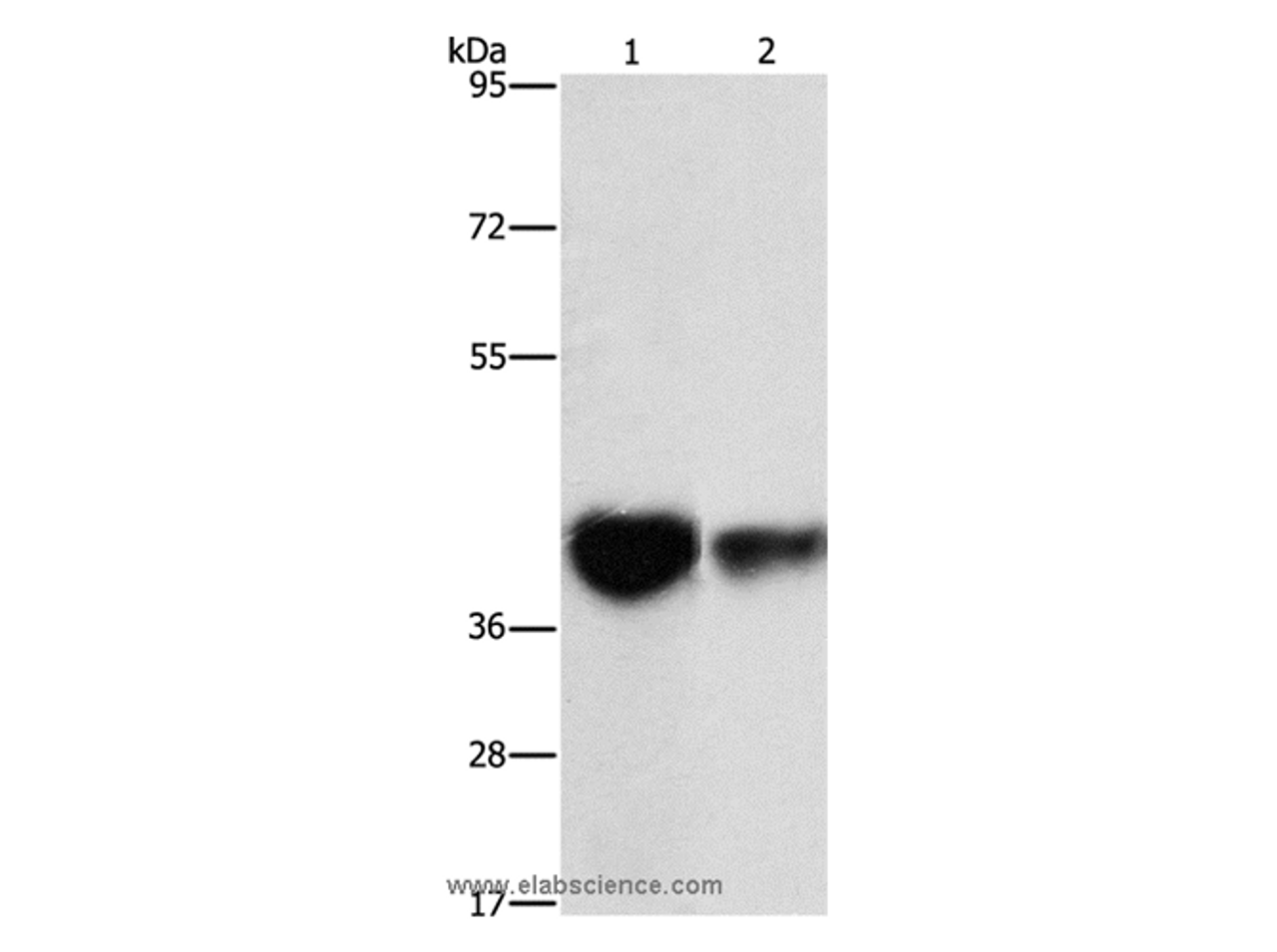 Western Blot analysis of Mouse brain tissue and NIH/3T3 cell using IDH3G Polyclonal Antibody at dilution of 1:350