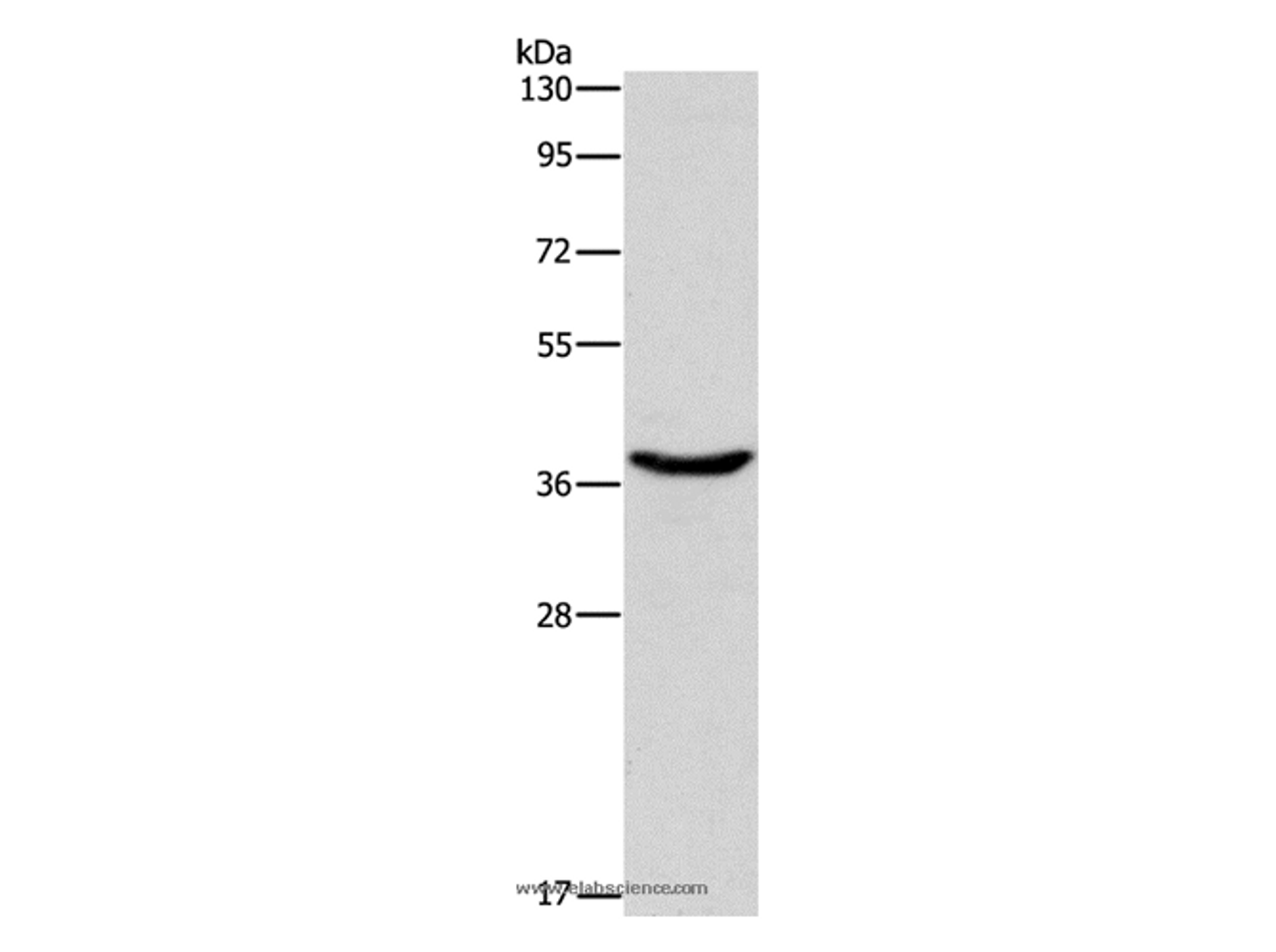 Western Blot analysis of 293T cell using HSP40 Polyclonal Antibody at dilution of 1:750