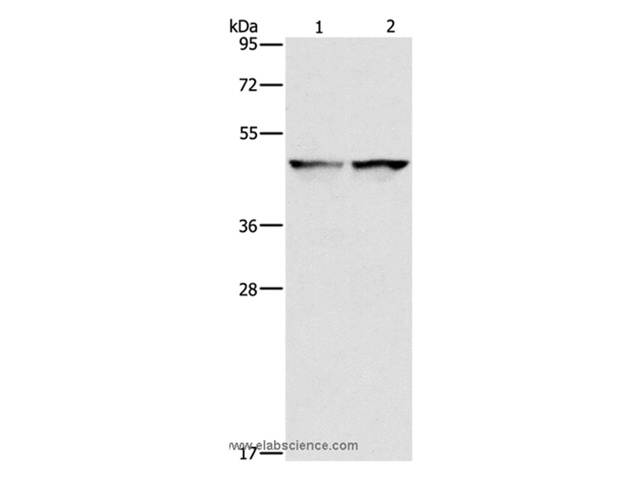 Western Blot analysis of 231 and hela cell using IDH1 Polyclonal Antibody at dilution of 1:550