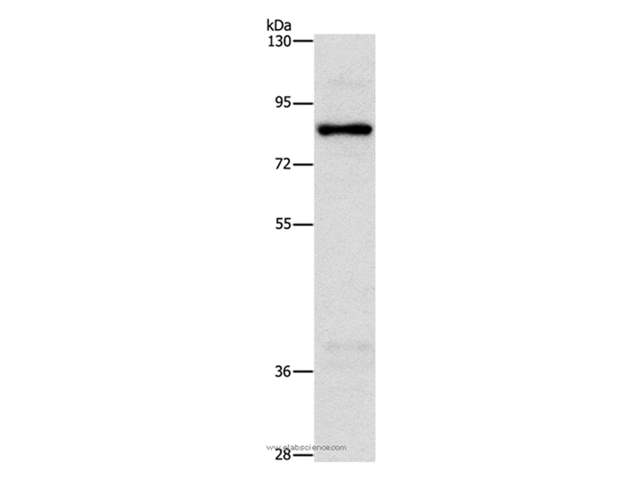 Western Blot analysis of Hela cell using NOL9 Polyclonal Antibody at dilution of 1:1250