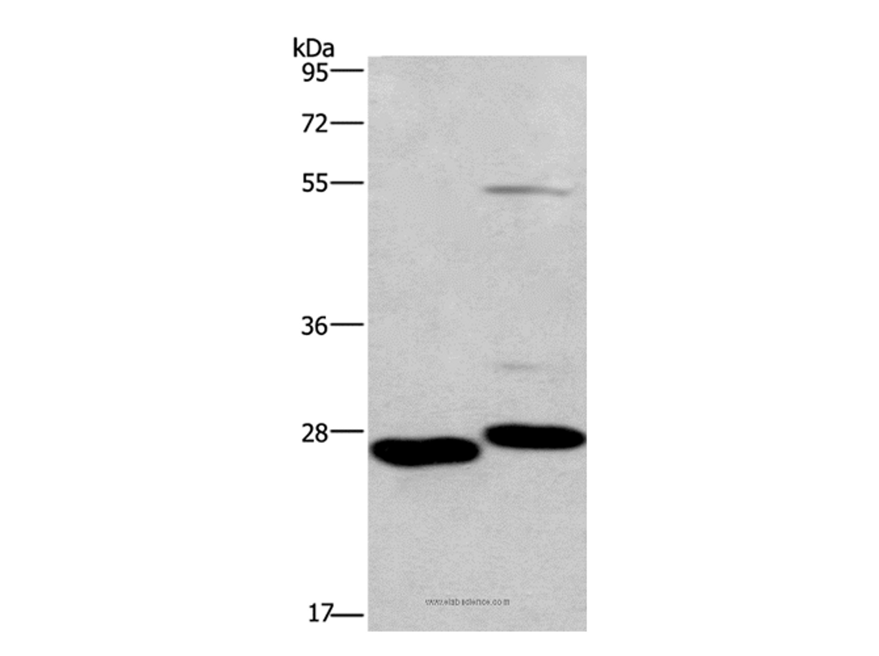 Western Blot analysis of Mouse intestinum tenue and heart tissue using CIDEC Polyclonal Antibody at dilution of 1:551