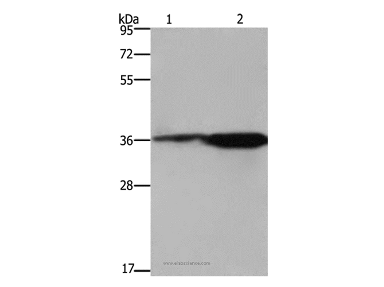 Western Blot analysis of 293T cell and Mouse brain tissue using CD89 Polyclonal Antibody at dilution of 1:550