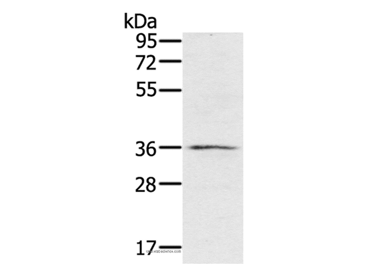 Western Blot analysis of TM4 cell using p53RFP Polyclonal Antibody at dilution of 1:400