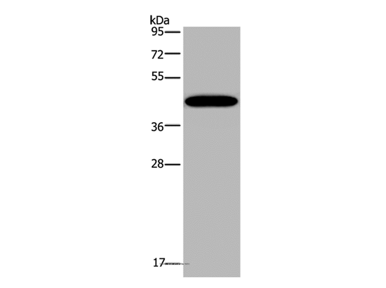 Western Blot analysis of Mouse lung tissue using KCNK13 Polyclonal Antibody at dilution of 1:200