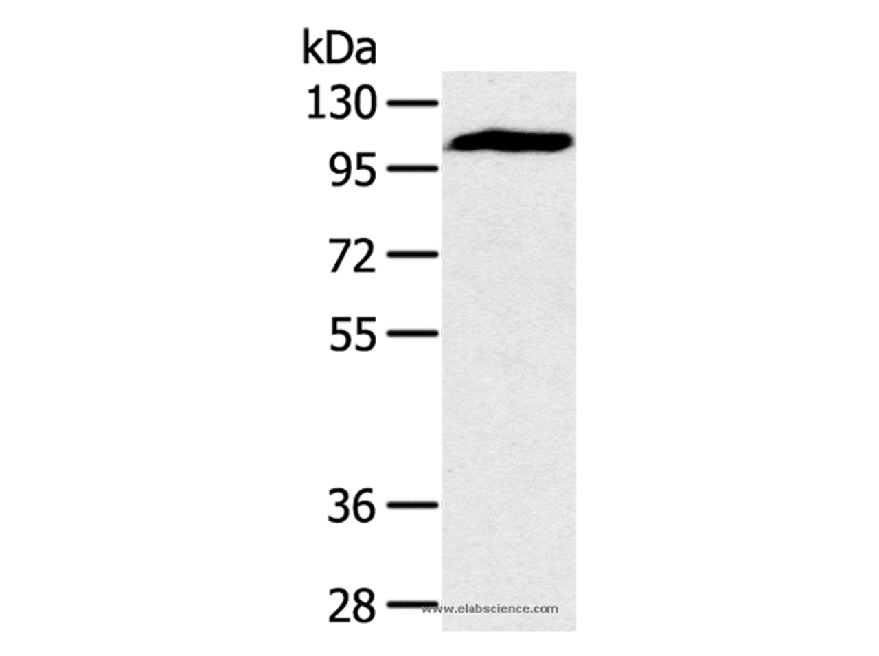 Western Blot analysis of Mouse heart tissue using PYGM Polyclonal Antibody at dilution of 1:400