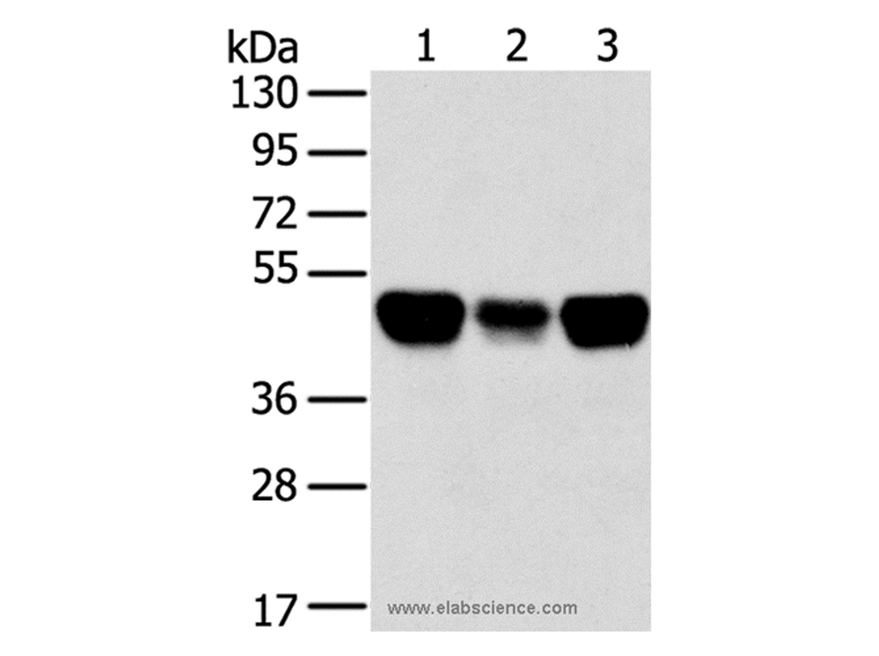 Western Blot analysis of Lovo, A549 and hela cell using TRIM21 Polyclonal Antibody at dilution of 1:400