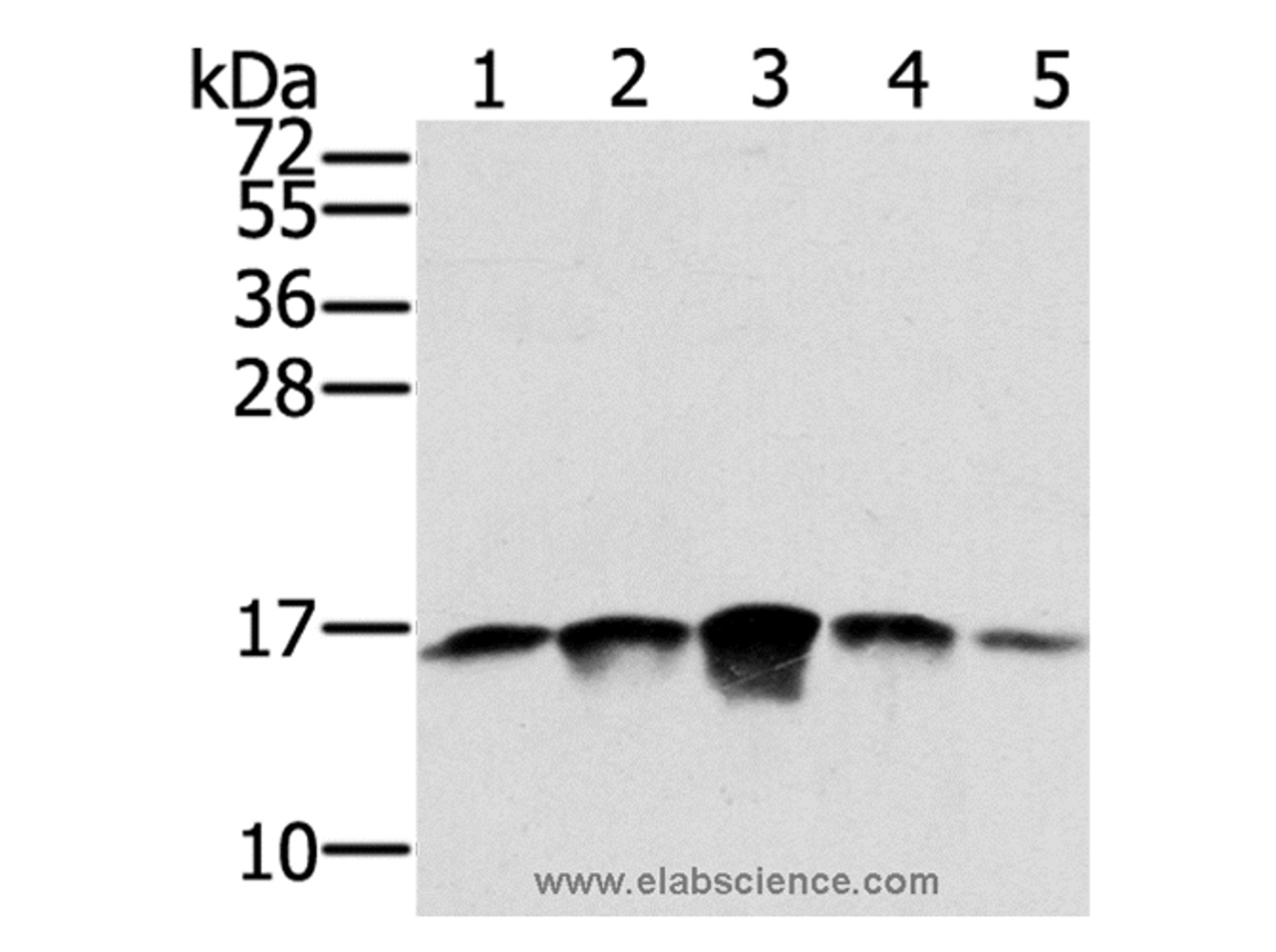 Western Blot analysis of PC3, A549, K562, A375 and hela cell using SSBP1 Polyclonal Antibody at dilution of 1:400