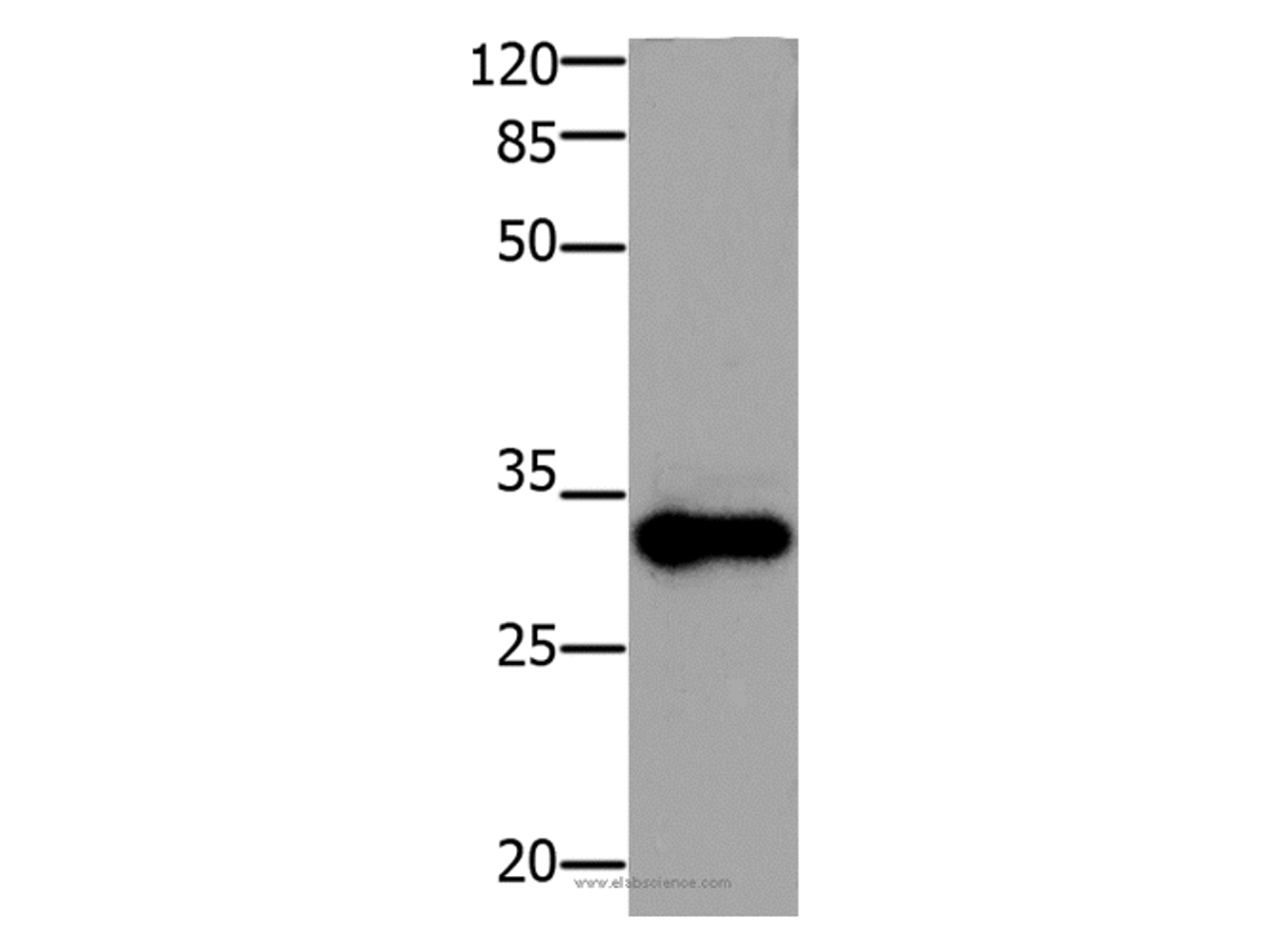 Western Blot analysis of Mouse testis tissue using ADO Polyclonal Antibody at dilution of 1:1200