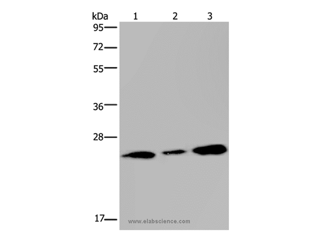 Western Blot analysis of Human fetal brain tissue and 293T cell using RAB3c Polyclonal Antibody at dilution of 1:400
