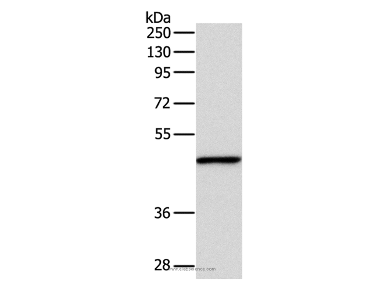 Western Blot analysis of Mouse fat tissue using INHBA Polyclonal Antibody at dilution of 1:1000