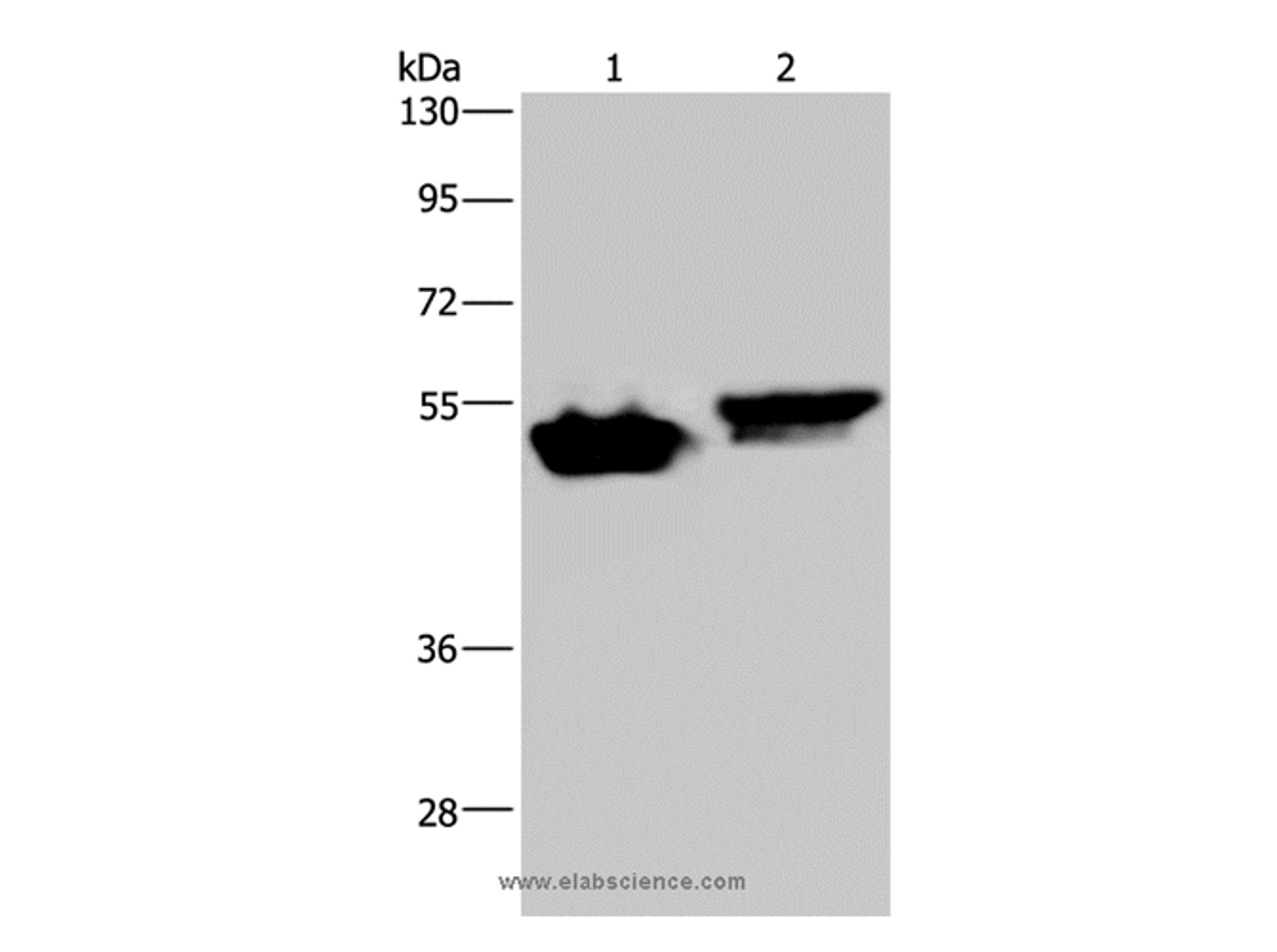 Western Blot analysis of Raji and Hela cell using AVEN Polyclonal Antibody at dilution of 1:200