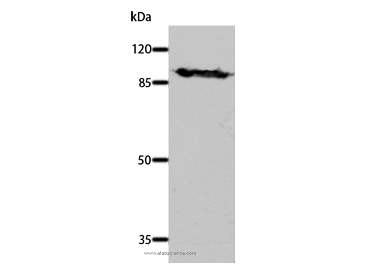 Western Blot analysis of Mouse brain tissue using DNM1 Polyclonal Antibody at dilution of 1:700