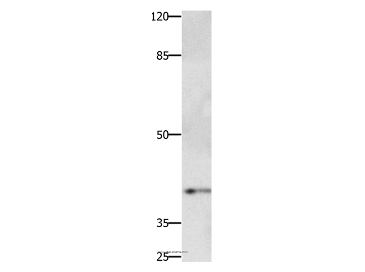 Western Blot analysis of Jurkat cell using PTGER1 Polyclonal Antibody at dilution of 1:500