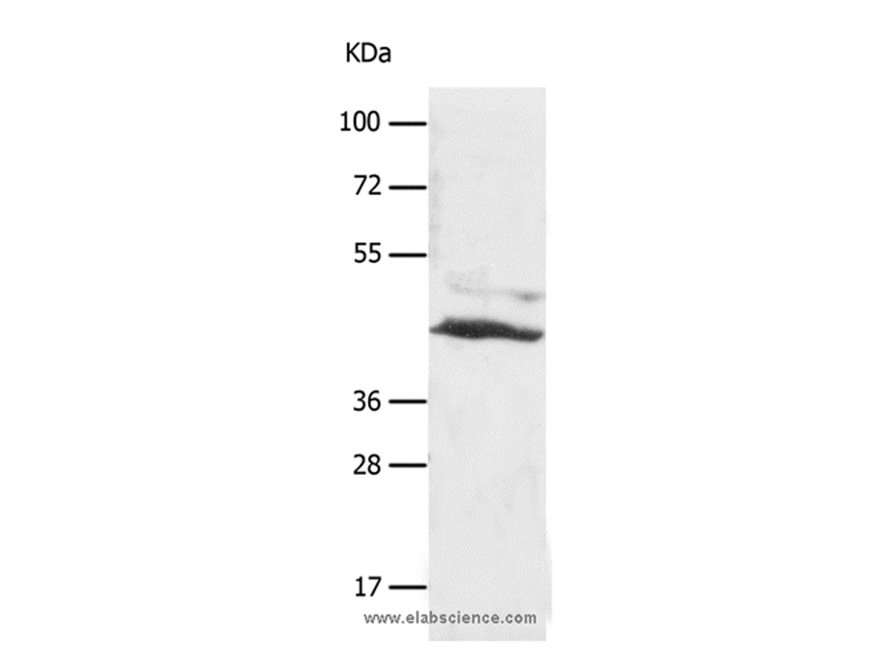 Western Blot analysis of A549 cell using SLC16A7 Polyclonal Antibody at dilution of 1:450