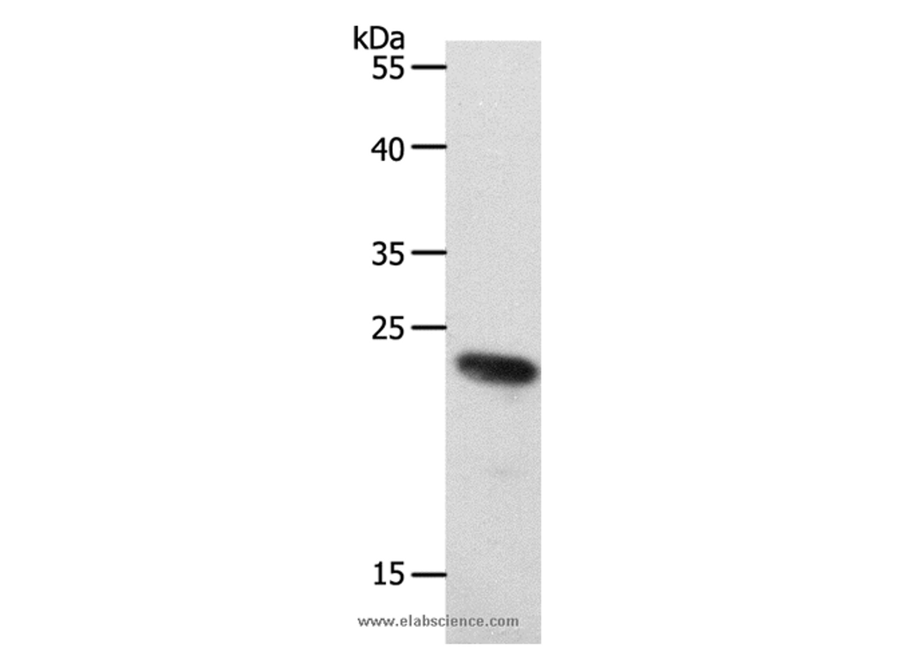 Western Blot analysis of 231 cell using RAMP2 Polyclonal Antibody at dilution of 1:650