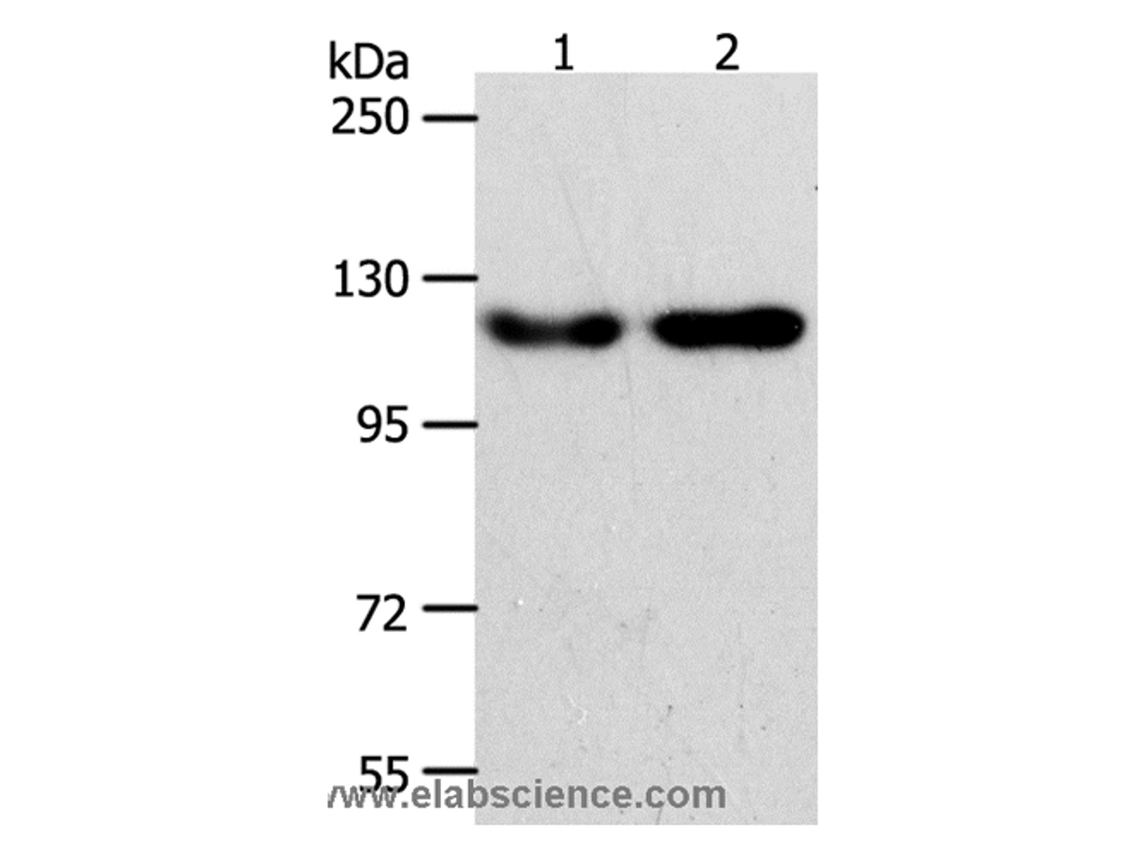 Western Blot analysis of Hela and Jurkat cell using ABL2 Polyclonal Antibody at dilution of 1:400