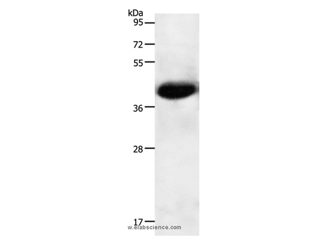 Western Blot analysis of Mouse heart tissue using NGFR Polyclonal Antibody at dilution of 1:950