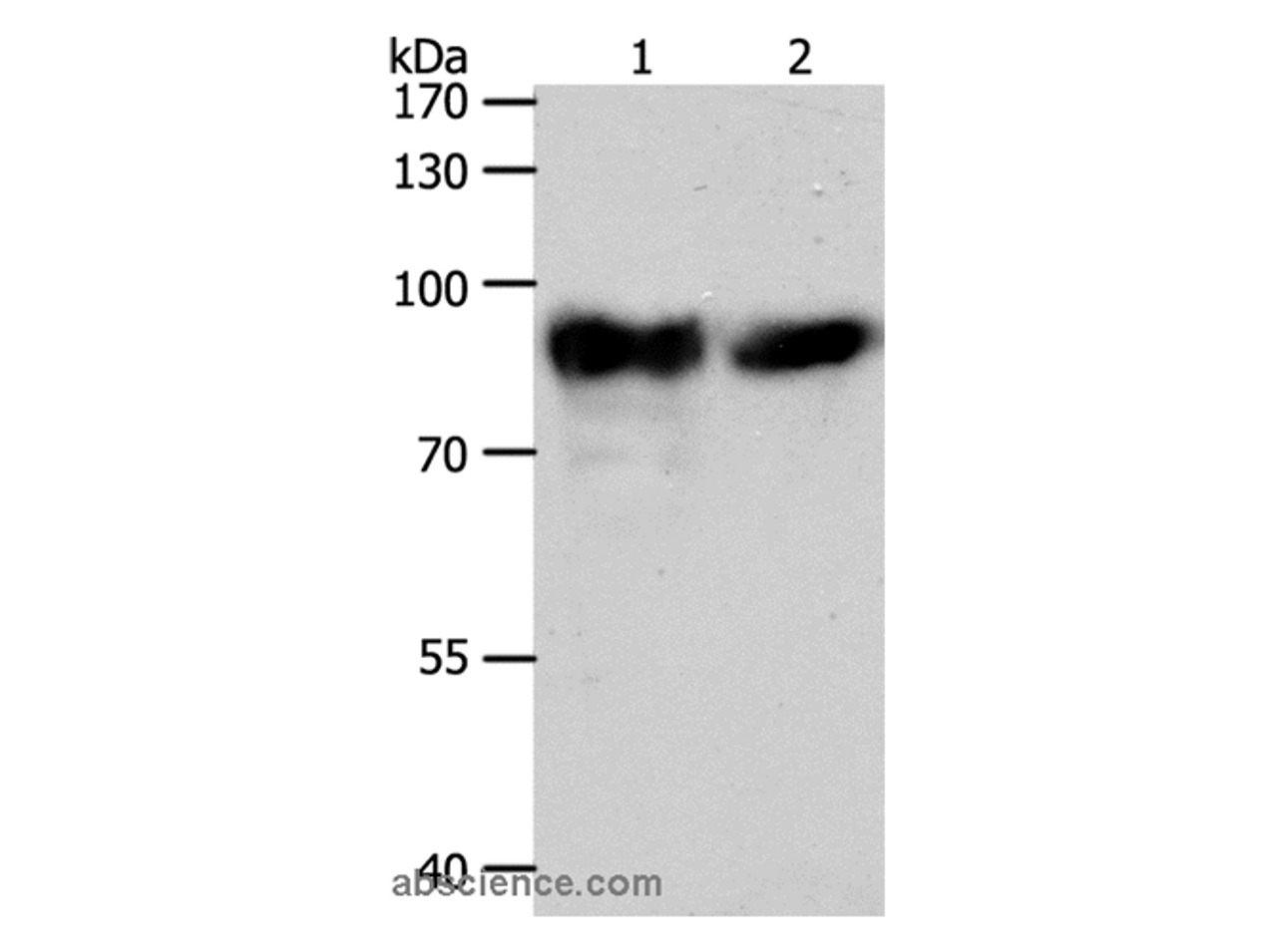 Western Blot analysis of Mouse heart tissue and hela cell using ACO2 Polyclonal Antibody at dilution of 1:400