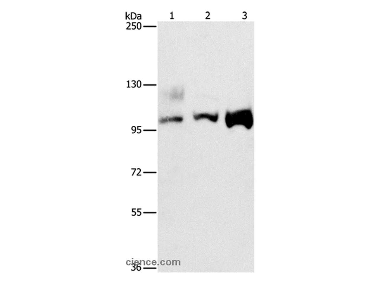 Western Blot analysis of A431, 293T and hela cell using ASCC2 Polyclonal Antibody at dilution of 1:500