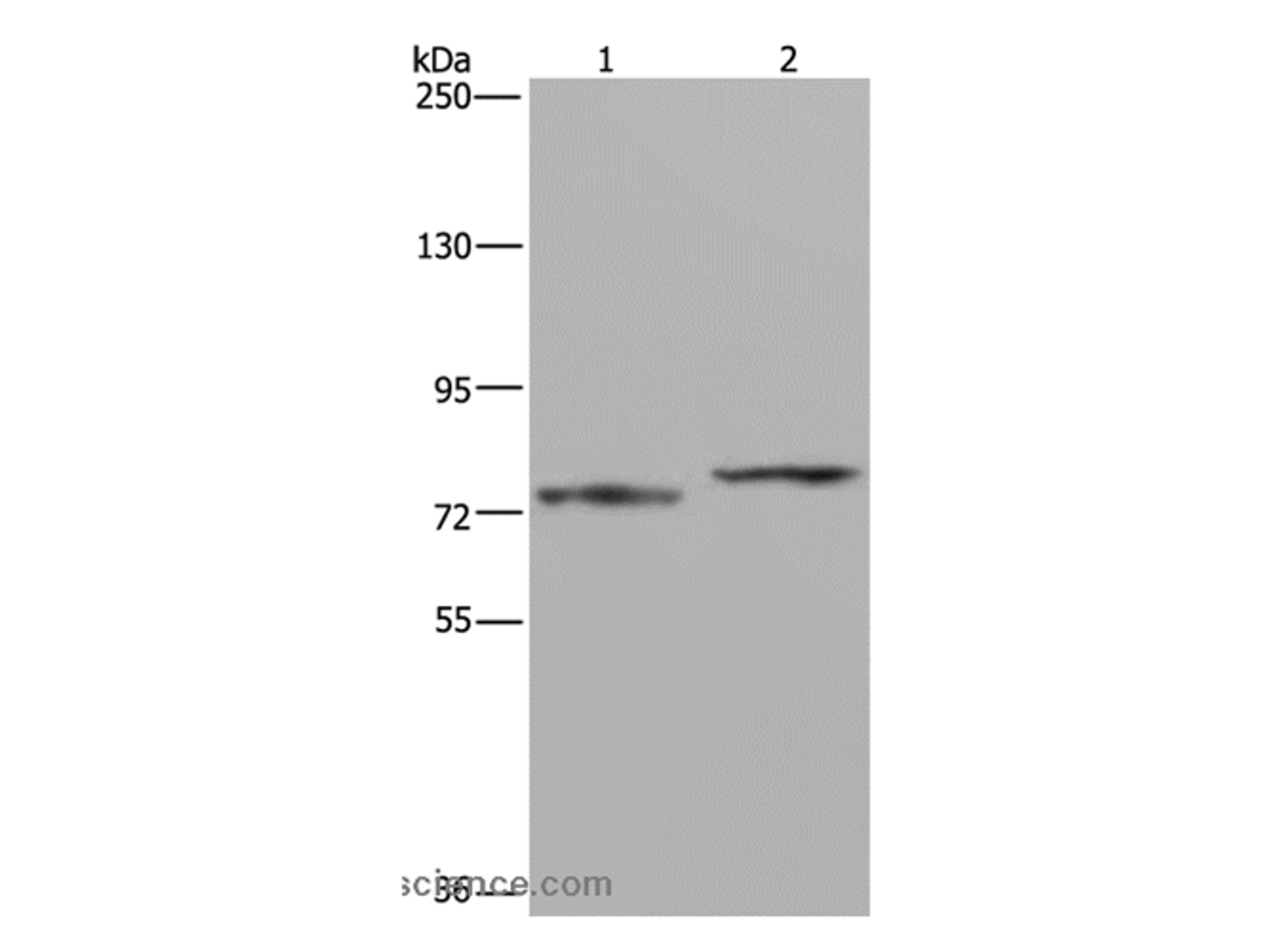 Western Blot analysis of Mouse heart tissue and 231 cell using AATF Polyclonal Antibody at dilution of 1:667
