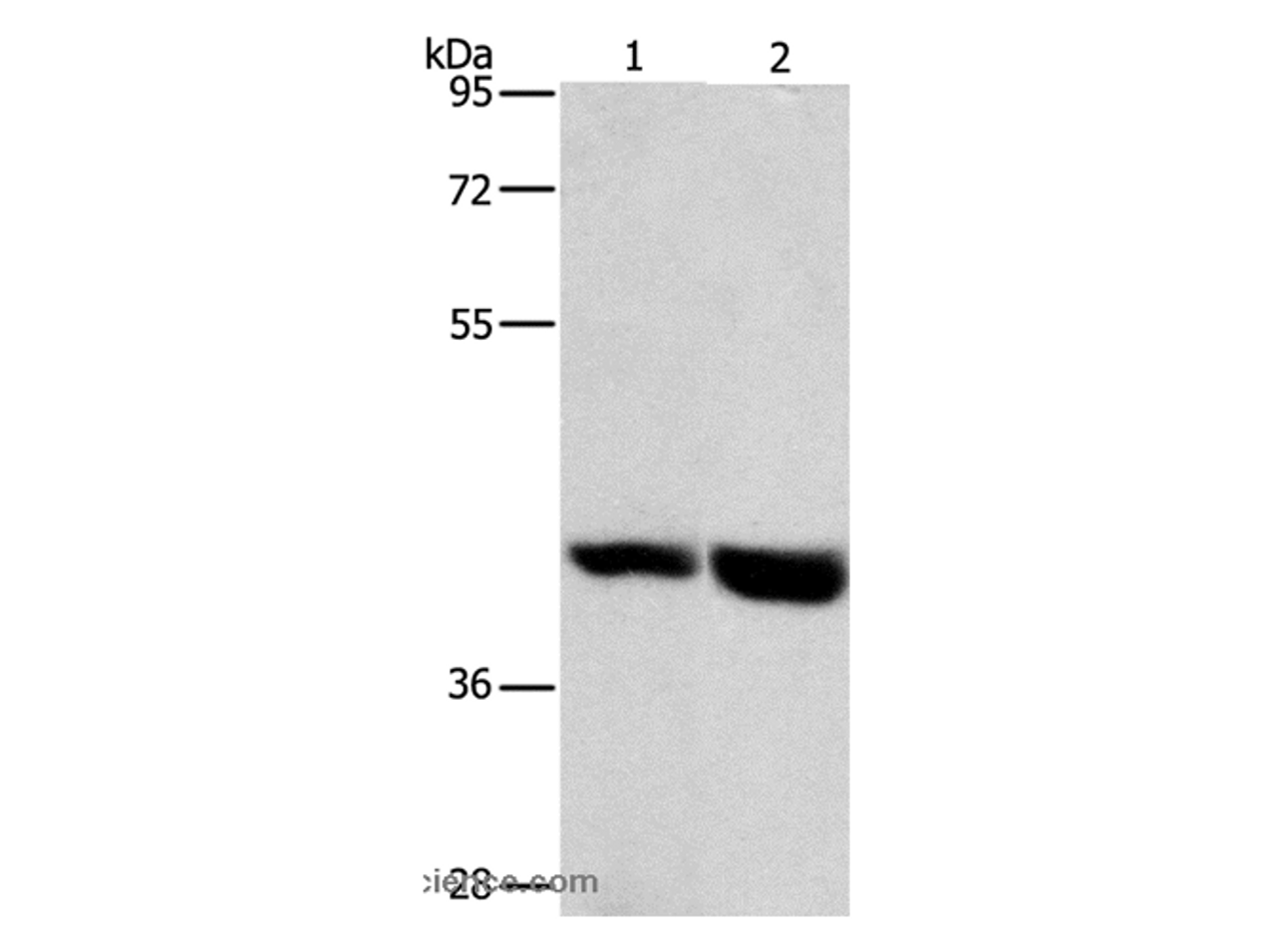 Western Blot analysis of Mouse heart and liver tissue using GPR182 Polyclonal Antibody at dilution of 1:1000