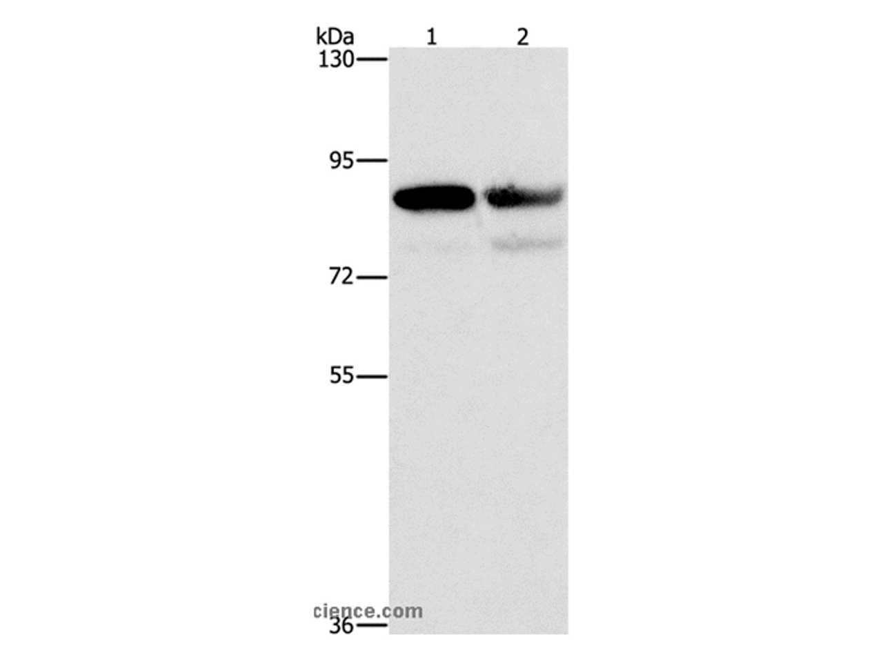 Western Blot analysis of A431 and Raji cell using CD2AP Polyclonal Antibody at dilution of 1:1000