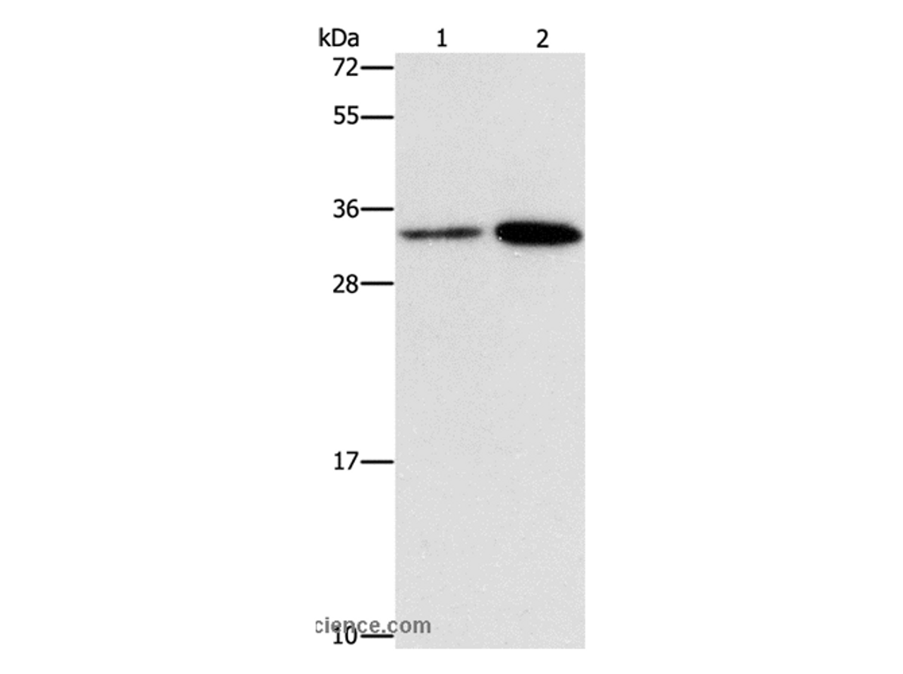 Western Blot analysis of Hela and A431 cell using CDC34 Polyclonal Antibody at dilution of 1:900