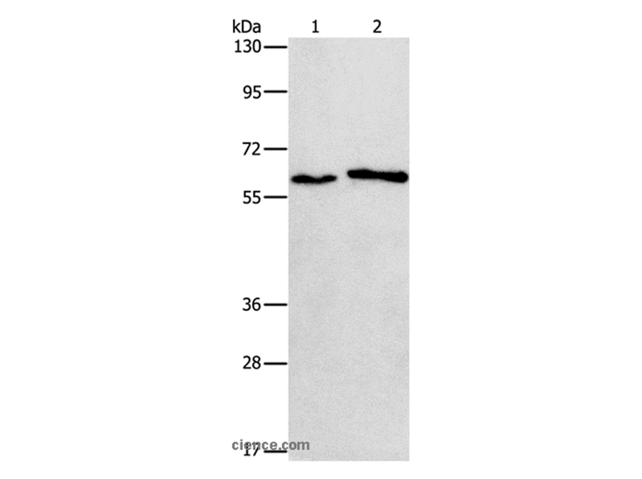 Western Blot analysis of A172 and A549 cell using CHRNA2 Polyclonal Antibody at dilution of 1:950
