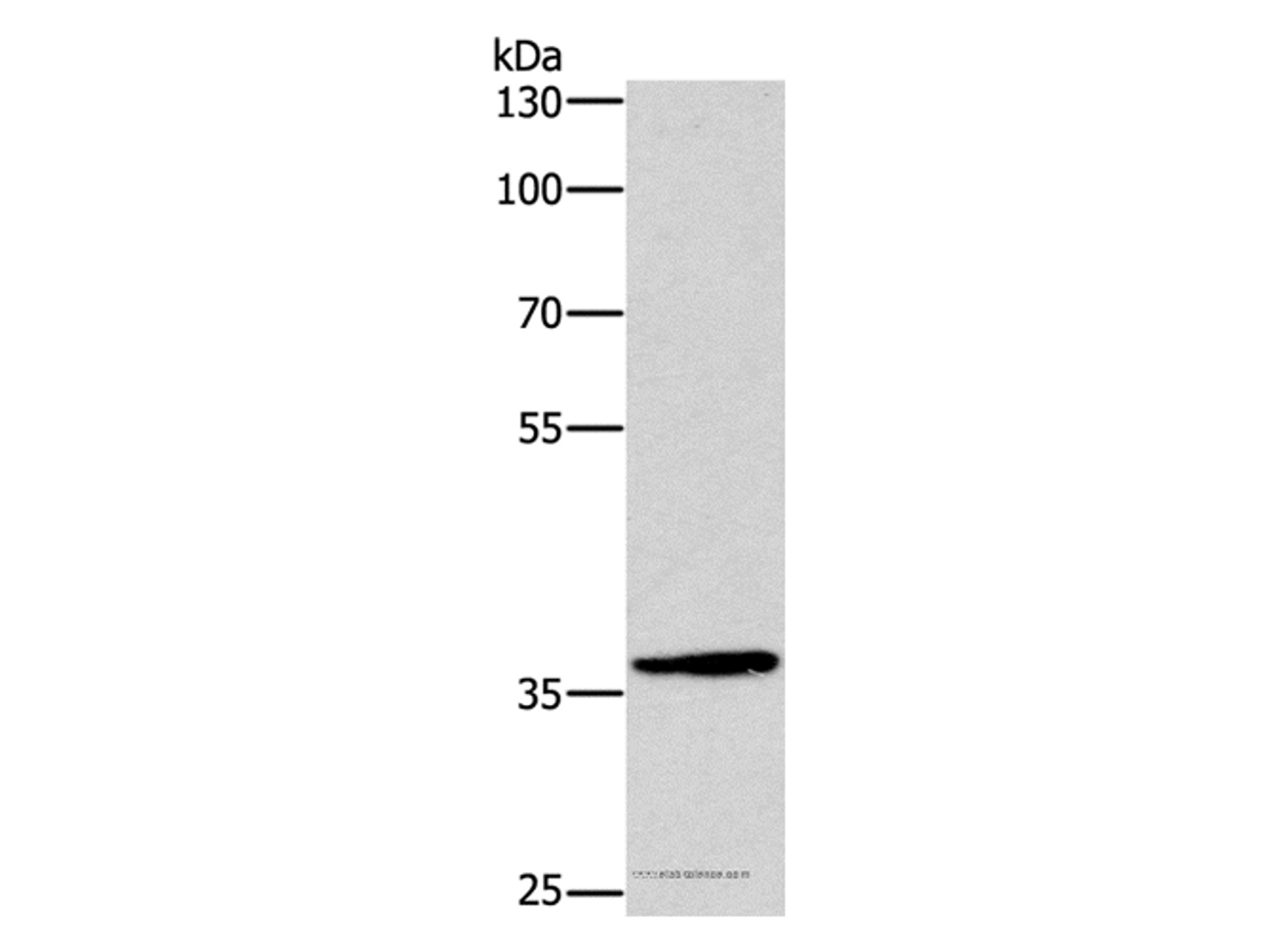 Western Blot analysis of Hela cell using DUSP2 Polyclonal Antibody at dilution of 1:300