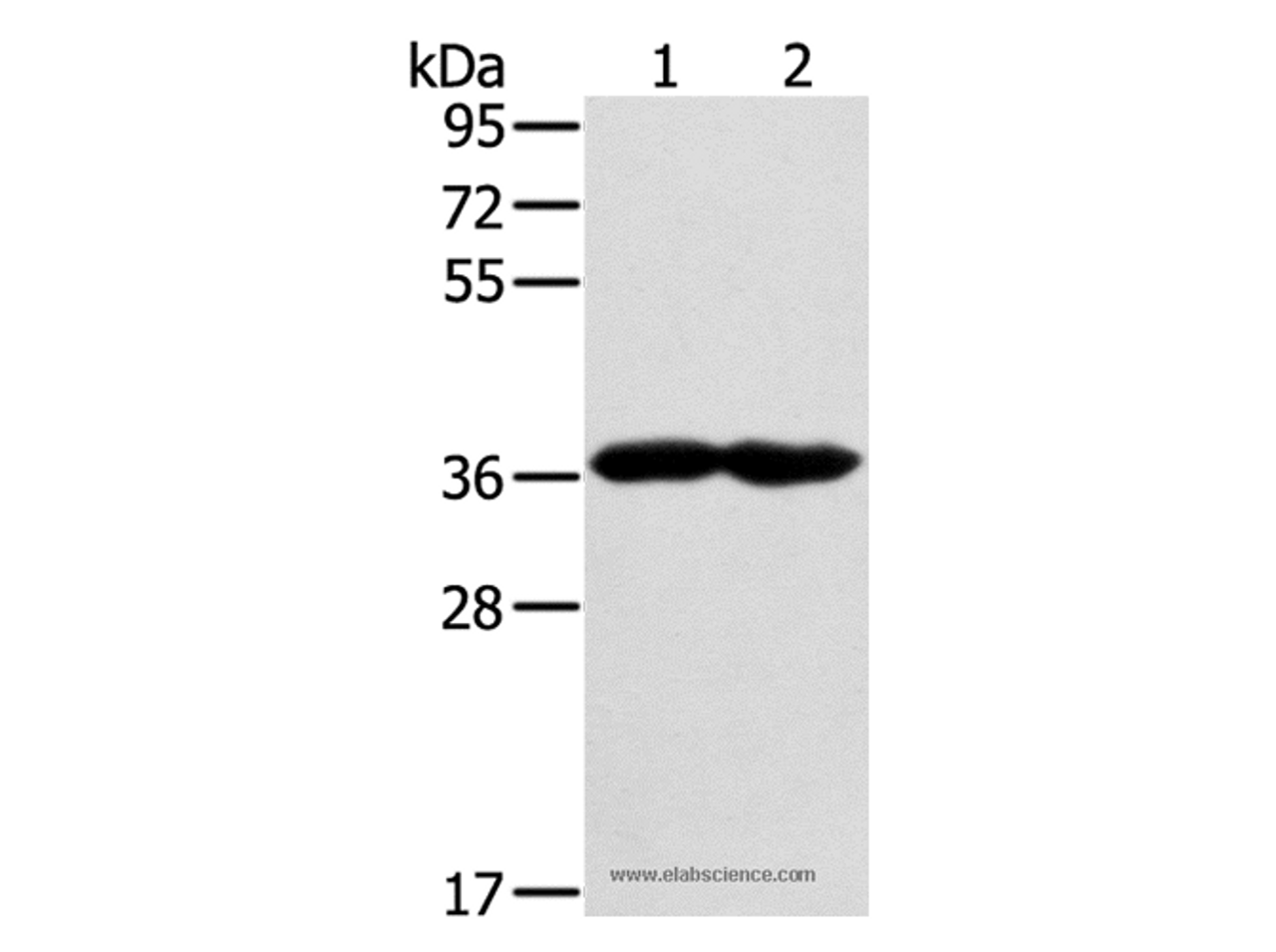 Western Blot analysis of Mouse heart and muscle tissue using GNAT3 Polyclonal Antibody at dilution of 1:400