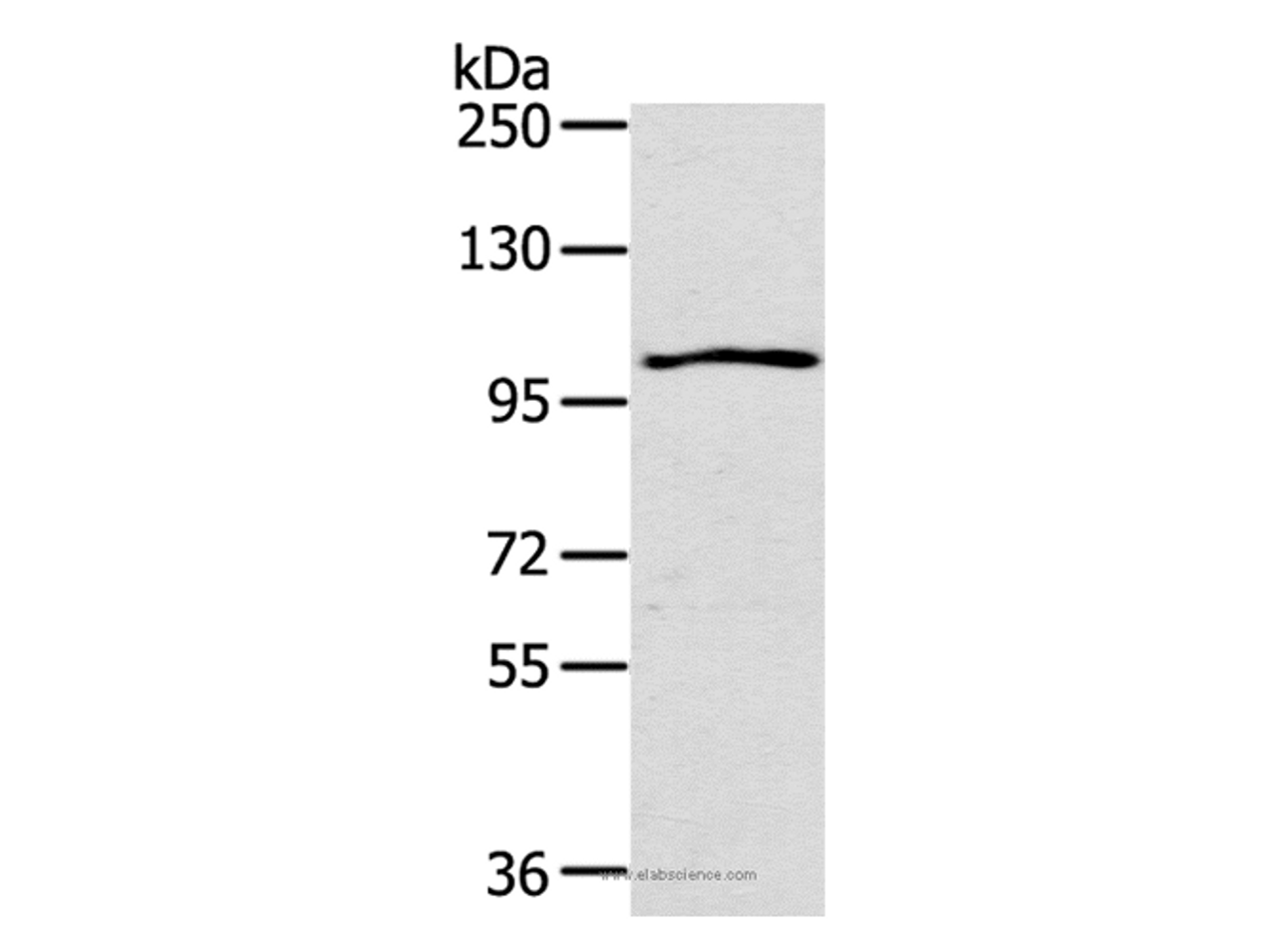 Western Blot analysis of K562 cell using IL17RA Polyclonal Antibody at dilution of 1:200