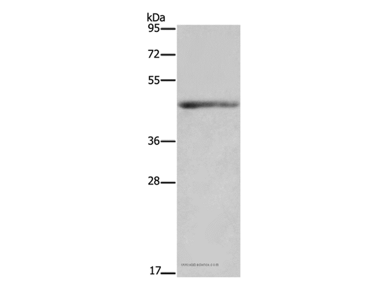 Western Blot analysis of Mouse heart tissue using IL5RA Polyclonal Antibody at dilution of 1:650