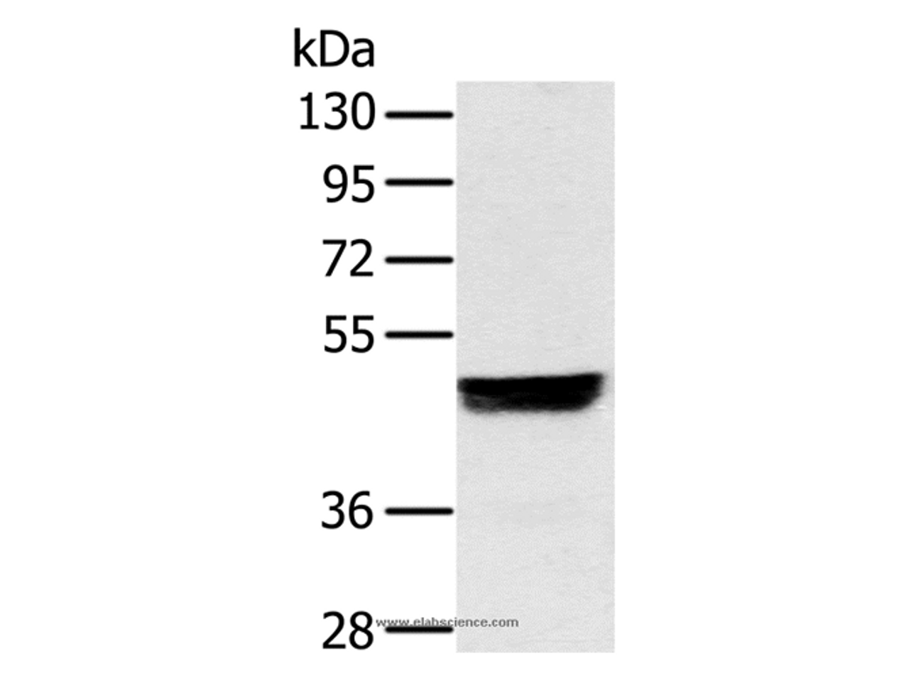 Western Blot analysis of Hela cell using NRF1 Polyclonal Antibody at dilution of 1:500