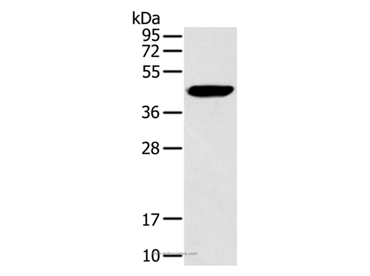 Western Blot analysis of Hela cell using RAD51 Polyclonal Antibody at dilution of 1:200