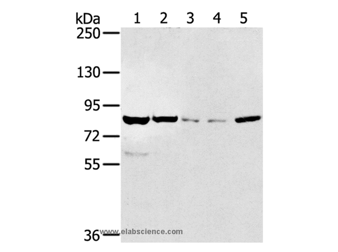 Western Blot analysis of HT-29 and hela cell, Mouse liver tissue, A549 and Jurkat cell using SIK1 Polyclonal Antibody at dilution of 1:250