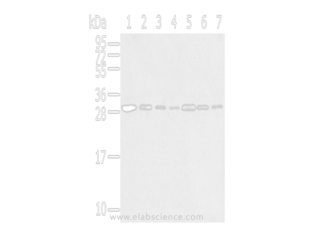 Western Blot analysis of Hela, huvec, HepG2, A549, Jurkat, 231 and A431 cells using RPA2 Polyclonal Antibody at dilution of 1/650