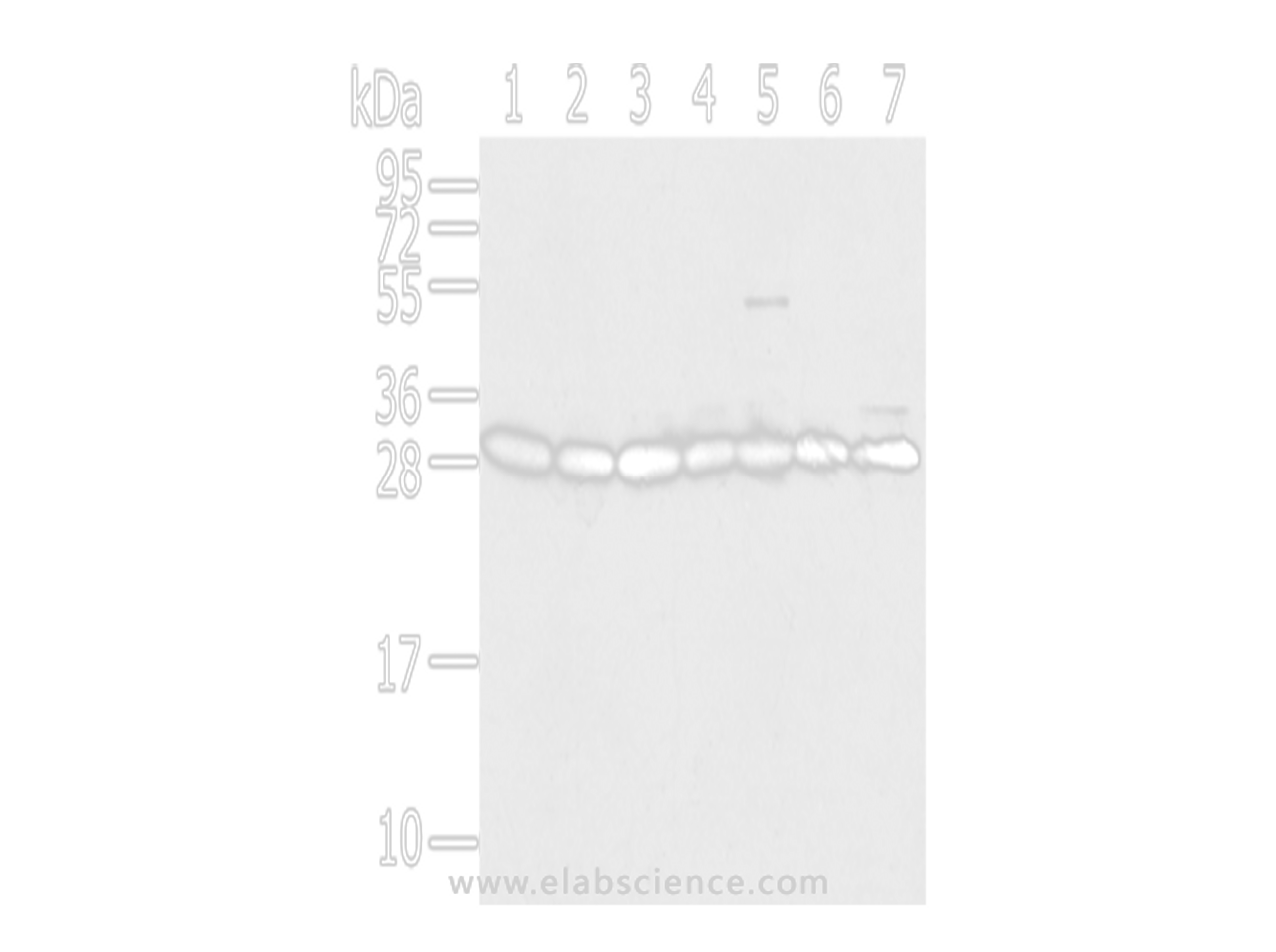 Western Blot analysis of HepG2, Jurkat, Hela, Raji, RAW264.7, A549 and 293T cells using RPS3 Polyclonal Antibody at dilution of 1/350