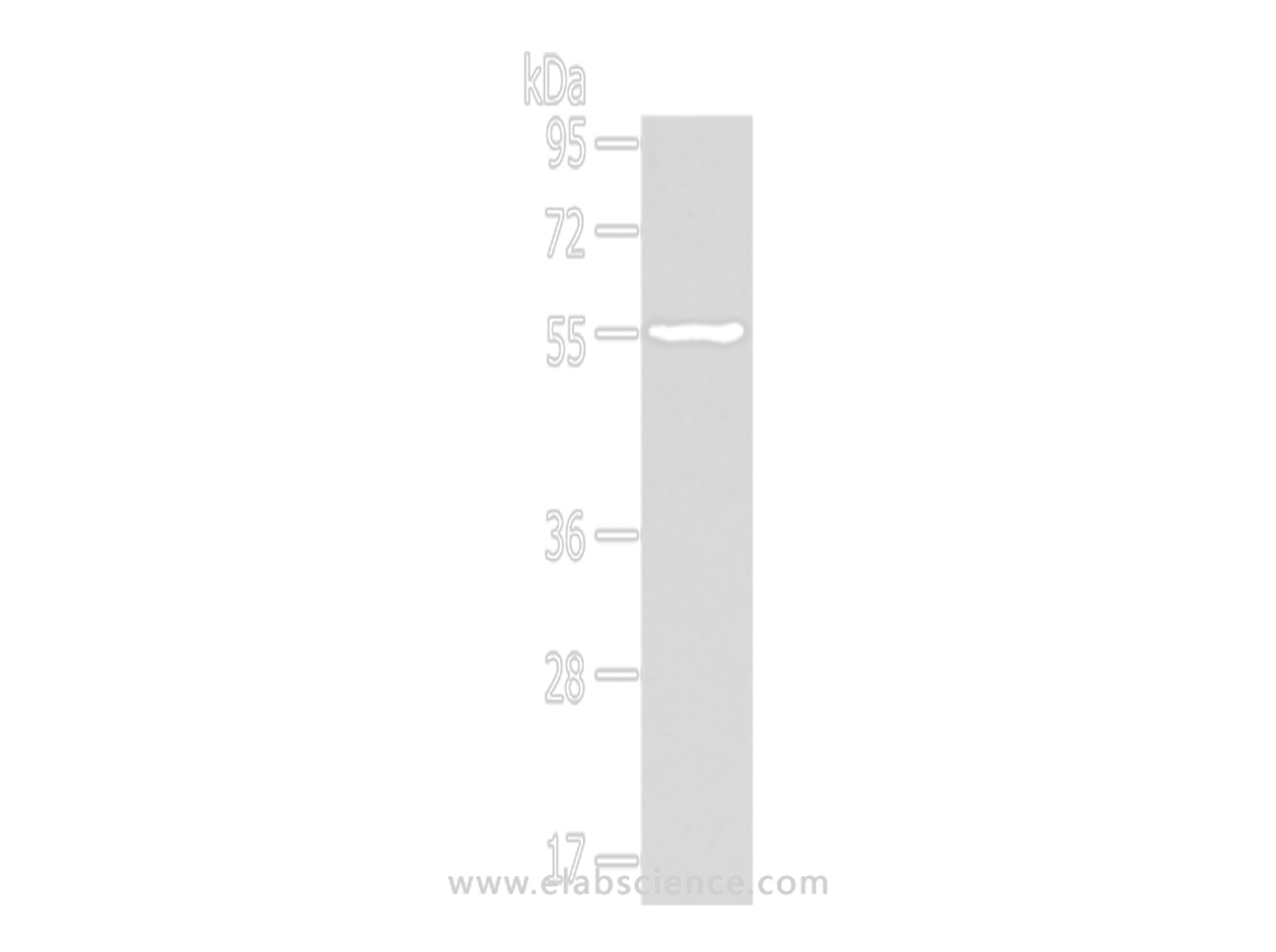 Western Blot analysis of Mouse muscle tissue using THRA Polyclonal Antibody at dilution of 1/400