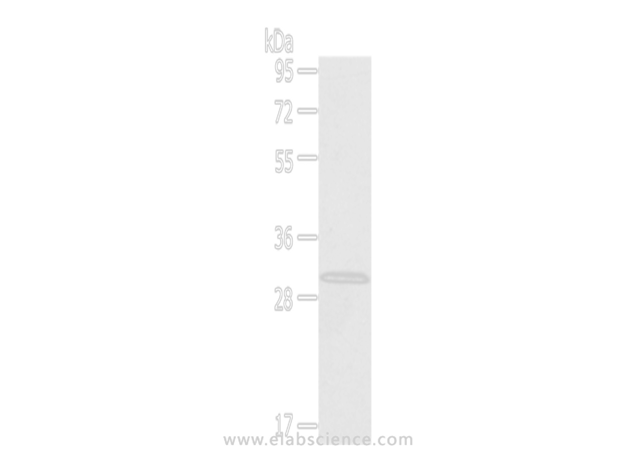 Western Blot analysis of A431 cells using HTATIP2 Polyclonal Antibody at dilution of 1/800