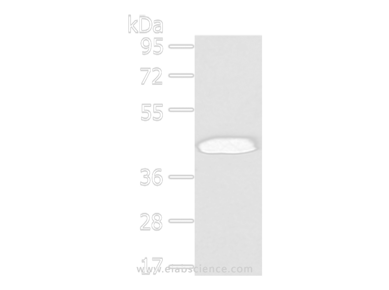 Western Blot analysis of Hela cell using VASH2 Polyclonal Antibody at dilution of 1/450