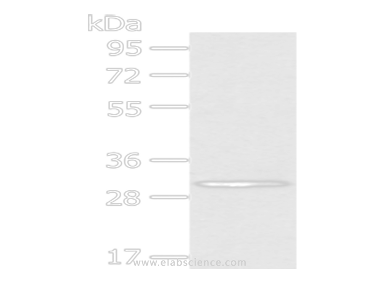 Western Blot analysis of A549 cells using AQP3 Polyclonal Antibody at dilution of 1/200