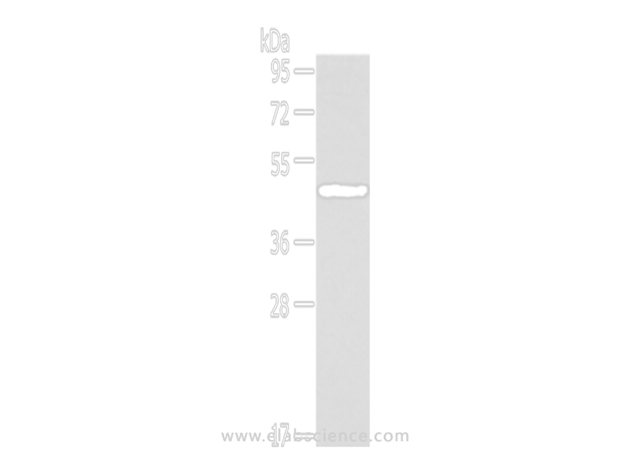Western Blot analysis of RAW264.7 cells using IL3RA Polyclonal Antibody at dilution of 1/200