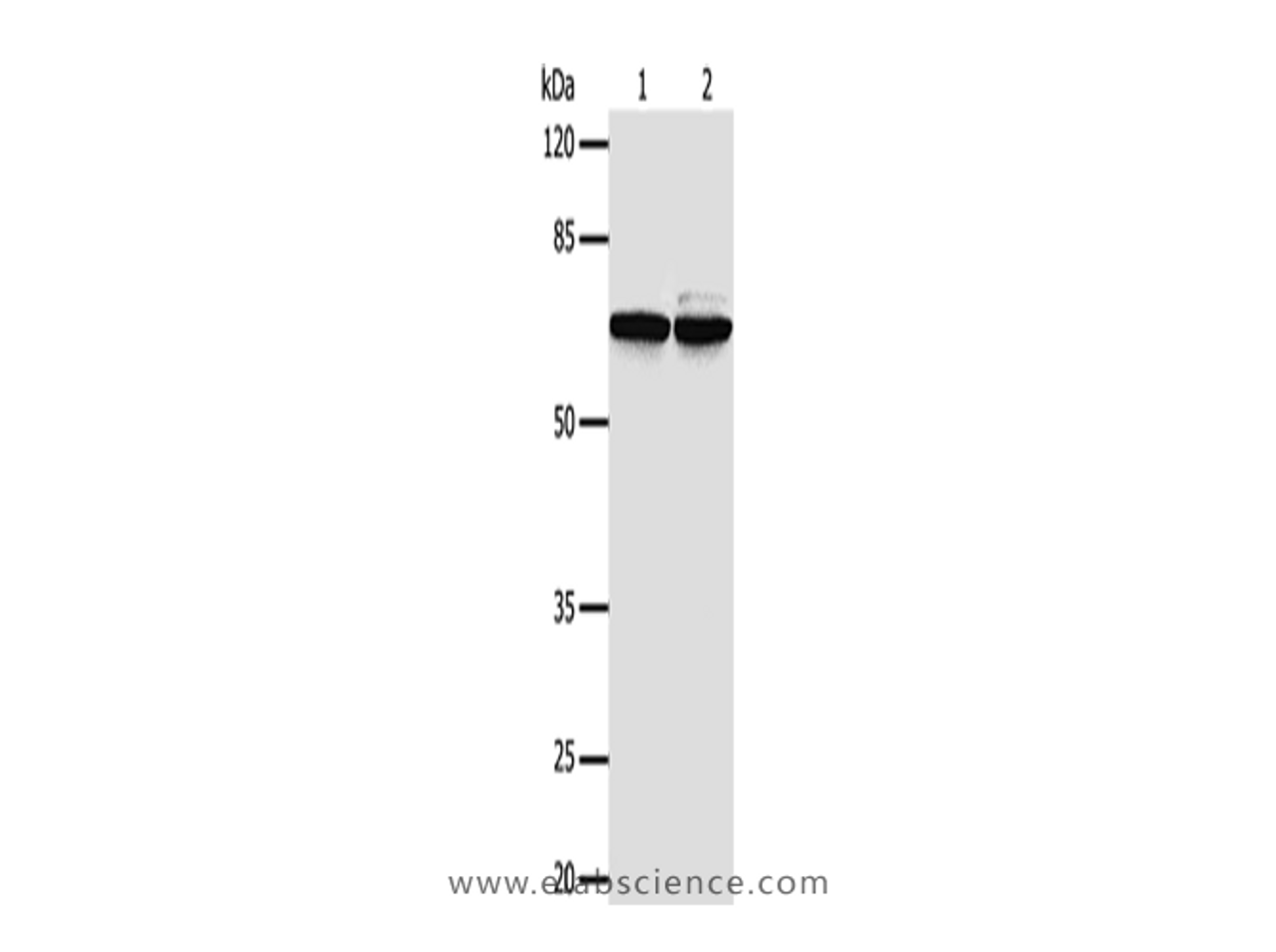 Western Blot analysis of 293T and Hela cells using PIF1 Polyclonal Antibody at dilution of 1/500