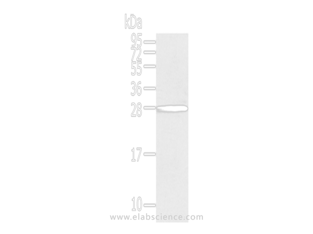 Western Blot analysis of 231 cells using THAP3 Polyclonal Antibody at dilution of 1/200