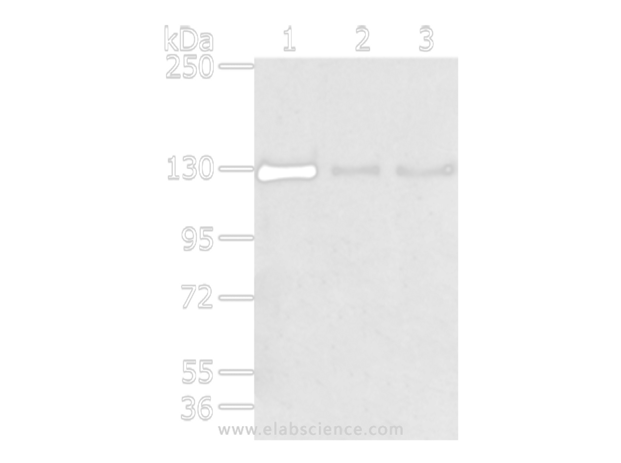 Western Blot analysis of 293T, 231 and lo2 cell using TRIM24 Polyclonal Antibody at dilution of 1/400