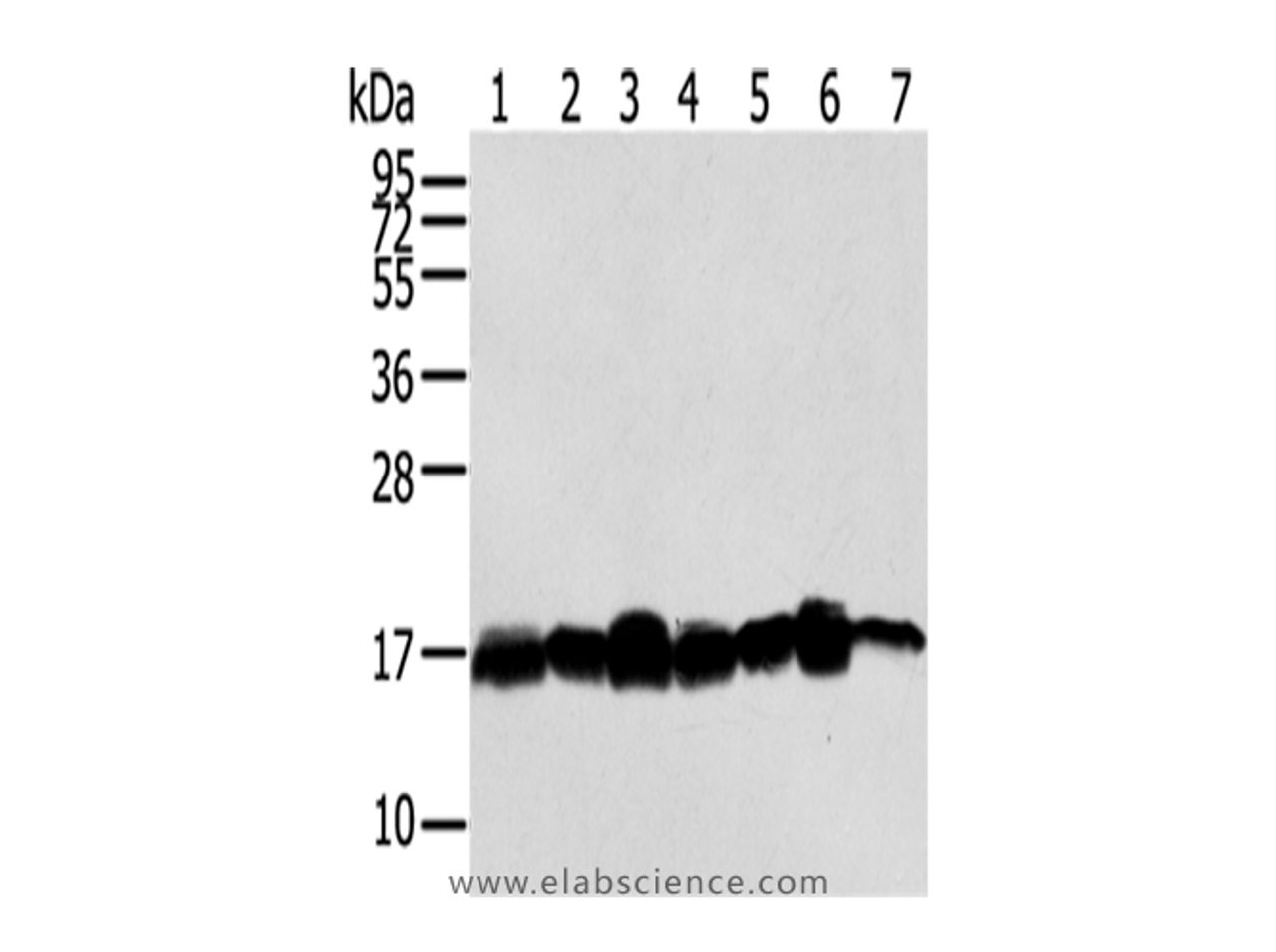 Western Blot analysis of Hela, NIH/3T3, LNCap and 293T cells, Mouse brain tissue, A549 and Jurkat cells  using NME2 Polyclonal Antibody at dilution of 1/300