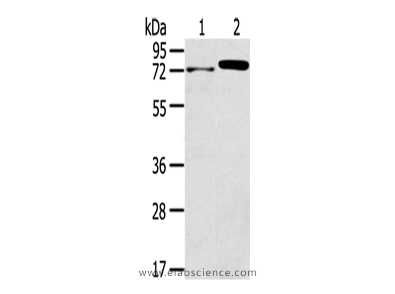 Western Blot analysis of Mouse muscle tissue and Hela cells using TNIP1 Polyclonal Antibody at dilution of 1/400