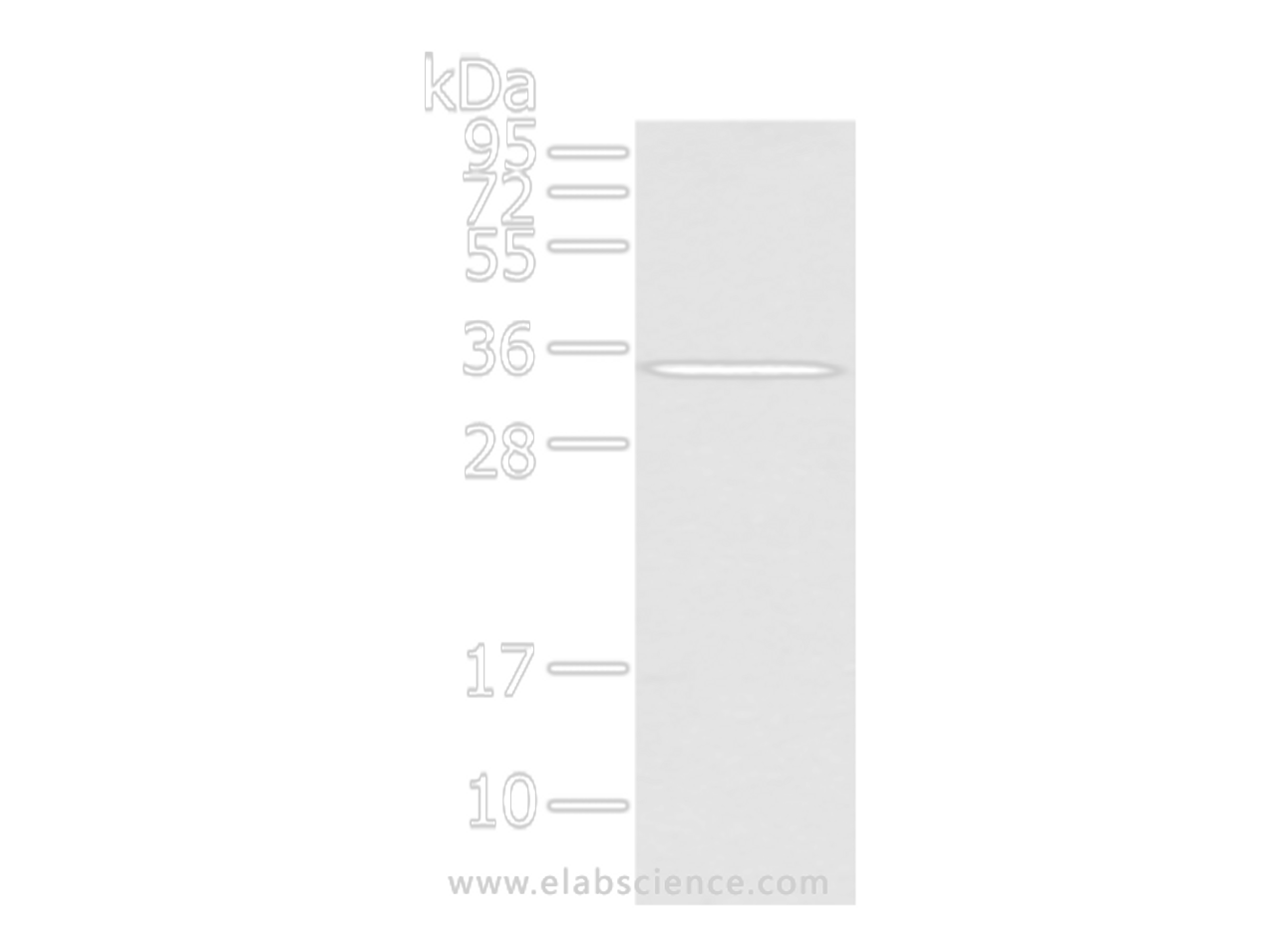 Western Blot analysis of Mouse liver tissue using UCP2 Polyclonal Antibody at dilution of 1/200